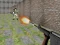 Žaidimas Bullet Fire internete