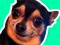 Žaidimas What meme dog are you ? internete