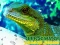 Žaidimas Chinese Water Dragon Jigsaw internete