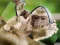 Žaidimas Chimpanzee Jigsaw internete
