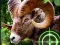 Žaidimas Crazy Goat Hunter 2020 internete