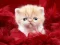 Žaidimas Funny Kitty internete