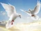Žaidimas Flying Birds internete