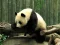 Žaidimas Pandas Puzzle internete