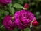 Žaidimas Purple Roses internete