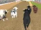 Žaidimas Angry Bull Racing internete