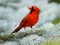 Žaidimas Birds Puzzle internete