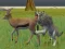 Žaidimas Wolf Life Simulator internete