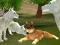 Žaidimas Wild Wolves Hunger Attack internete