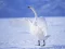 Žaidimas Graceful Swans internete