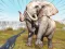 Žaidimas Zoo Anomaly Simulation internete