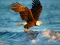 Žaidimas Animals Jigsaw Puzzle Eagle internete