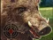 Žaidimas Boar Hunting Jigsaw internete