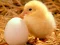 Žaidimas Lovable Little Creatures Puzzle internete