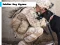 Žaidimas Soldier Dog Jigsaw internete