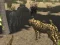 Žaidimas African Cheetah Hunting Simulator internete
