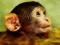 Žaidimas Funny Baby Monkey internete