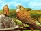 Žaidimas Birds of Prey Slide internete