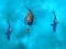 Žaidimas Avoid the Sharks internete