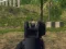 Žaidimas Army Shooter internete