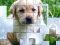 Žaidimas PicPu Dog internete