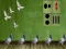 Žaidimas Pigeon Escape 2 internete