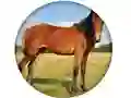 Žaidimas Animal Quiz internete