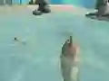 Žaidimas Shark Simulator Beach Killer internete