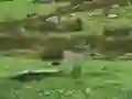 Žaidimas Pigeons Hunting internete