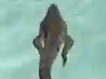 Žaidimas Crocodile Simulator Beach Hunt internete
