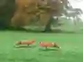 Žaidimas Hunted Fox internete