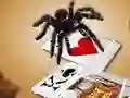 Žaidimas Jumping Spider internete