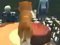 Žaidimas Dog Simulator: Puppy Craft internete