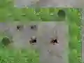 Žaidimas Spider Tower Defence internete