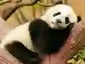Žaidimas Animal Differences internete