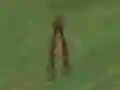 Žaidimas Dino Hunt internete
