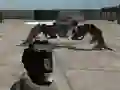 Žaidimas Mech Aggression internete