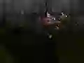 Žaidimas Zombie Survival internete