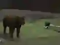 Žaidimas Bear Den internete