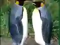 Žaidimas Penguin Puzzle internete