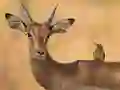 Žaidimas Wild Deer Jigsaw internete