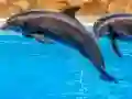 Žaidimas Sea Dolphin Jigsaw internete