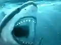 Žaidimas Hungry Shark internete