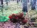 Žaidimas Bernati Forest Adventure internete