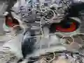 Žaidimas Wild owl Jigsaw internete