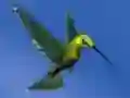 Žaidimas Hummingbird House Escape internete