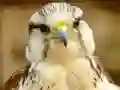 Žaidimas Gyrfalcon Jigsaw internete
