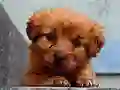 Žaidimas Puppy Puzzle internete