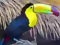 Žaidimas Toucan Bird Jigsaw internete