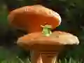 Žaidimas Mushroom Plant Land Escape internete